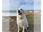 Great Pyrenees DOG FOR ADOPTION RGADN-1196731 - Izzy - Great Pyrenees (long