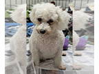 Bichon Frise Mix DOG FOR ADOPTION RGADN-1218467 - Ramona Quimby - Reduced fee -
