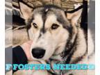 Mix DOG FOR ADOPTION RGADN-1220325 - Foster Homes Needed - Husky Dog For