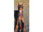 Tangey, Doberman Pinscher For Adoption In Tuckerton, New Jersey