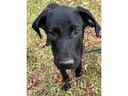 Amazon, Flat-coated Retriever For Adoption In Jackson, Tennessee