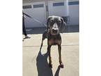 Thimbelina, Doberman Pinscher For Adoption In Ontario, California