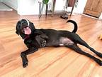 Moomin, Labrador Retriever For Adoption In Torrance, California
