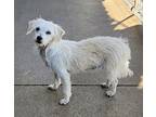 Tara, Terrier (unknown Type, Medium) For Adoption In Windsor, Colorado
