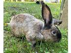 Crusader, Lop, Holland For Adoption In Troy, Virginia