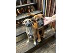 Ruby Ka, Labrador Retriever For Adoption In Warrior, Alabama