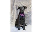 Peach, Labrador Retriever For Adoption In Hot Springs Village, Arkansas
