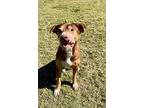 Angel, American Pit Bull Terrier For Adoption In Jackson, Georgia