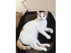 Noa & Nyx, Domestic Shorthair For Adoption In Brantford, Ontario