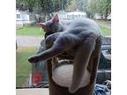 Monkey, Domestic Shorthair For Adoption In Brantford, Ontario