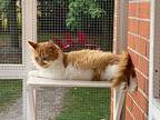 Pumpkin, Domestic Mediumhair For Adoption In Brantford, Ontario