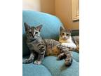 Eloise, Domestic Shorthair For Adoption In Brantford, Ontario