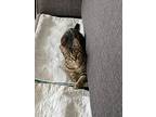 Ember & Echo, Domestic Shorthair For Adoption In Brantford, Ontario