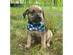 Chip - Pre Approval, Labrador Retriever For Adoption In Kettering, Ohio
