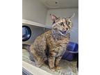Okapi, Domestic Shorthair For Adoption In Duluth, Minnesota