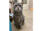 Kakapo, Domestic Shorthair For Adoption In Duluth, Minnesota