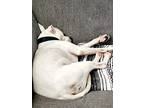 Geno, American Pit Bull Terrier For Adoption In Appleton, Wisconsin