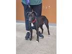 Liberty, Labrador Retriever For Adoption In Waterloo, Indiana