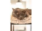 Corsica, Domestic Shorthair For Adoption In Dayton, Ohio