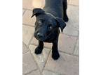 Bandit, Labrador Retriever For Adoption In Fullerton, California