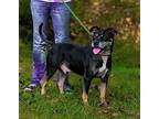 George, Terrier (unknown Type, Medium) For Adoption In Sparta, Tennessee