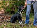 Ebony, American Staffordshire Terrier For Adoption In Sparta, Tennessee