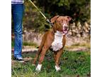 Chili, American Pit Bull Terrier For Adoption In Sparta, Tennessee