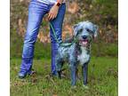 Presley, Border Terrier For Adoption In Sparta, Tennessee