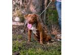Nanna, American Pit Bull Terrier For Adoption In Sparta, Tennessee