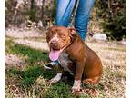 Bingo, American Pit Bull Terrier For Adoption In Sparta, Tennessee