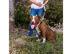Cocoa, American Pit Bull Terrier For Adoption In Sparta, Tennessee