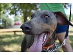 Bluebell, Doberman Pinscher For Adoption In Grand Prairie, Texas