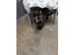 Missey, American Shorthair For Adoption In Bartlesville, Oklahoma