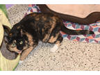 Lucy, Domestic Shorthair For Adoption In Baton Rouge, Louisiana