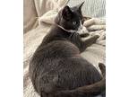 Fika, Domestic Shorthair For Adoption In Gastonia, North Carolina