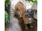Max Ka, Labrador Retriever For Adoption In Warrior, Alabama
