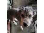 Pops, Schnauzer (miniature) For Adoption In Kaufman, Texas