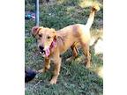 Parrot, Airedale Terrier For Adoption In Simsbury, Connecticut