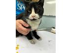Boots, Domestic Shorthair For Adoption In Kingston, New York