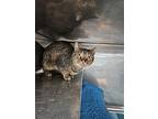 Dory, Domestic Shorthair For Adoption In Kingston, New York