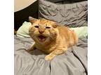 Toad, Domestic Shorthair For Adoption In Woodway, Texas