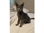 Goose, Domestic Shorthair For Adoption In Woodway, Texas