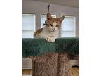 Alice, Domestic Shorthair For Adoption In Raleigh, North Carolina