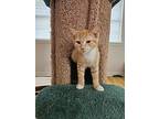 Cane, Domestic Shorthair For Adoption In Raleigh, North Carolina
