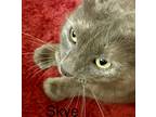 Brighton, Domestic Mediumhair For Adoption In Sanford, Florida