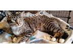 Tabitha 3, Domestic Shorthair For Adoption In Tucson, Arizona