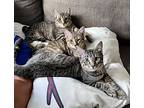Bruno, Domestic Shorthair For Adoption In Deltona, Florida