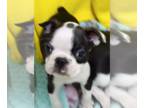 Boston Terrier PUPPY FOR SALE ADN-837453 - Huge Boston Terrier litter