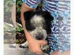 Australian Cattle Dog PUPPY FOR SALE ADN-837392 - Blue Heeler Red Heeler And