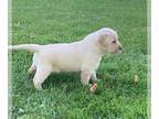 Labrador Retriever PUPPY FOR SALE ADN-837388 - LAST MALE AND FEMALE LEFT